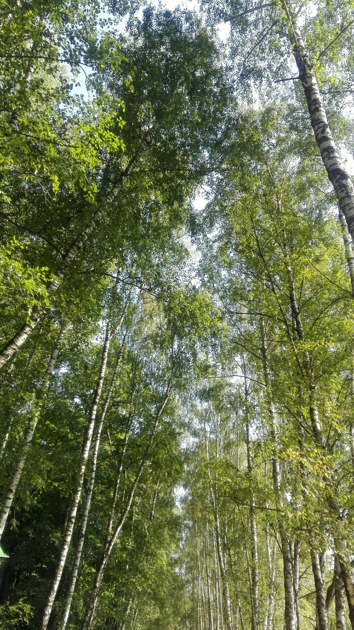 Березовая роща