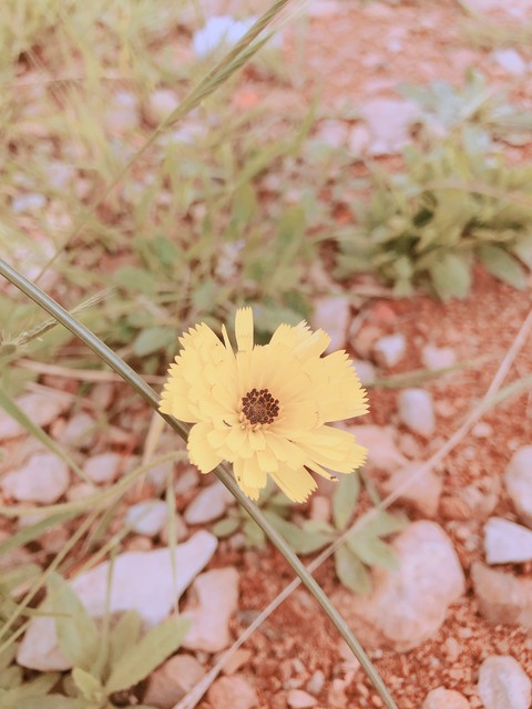 #flowers