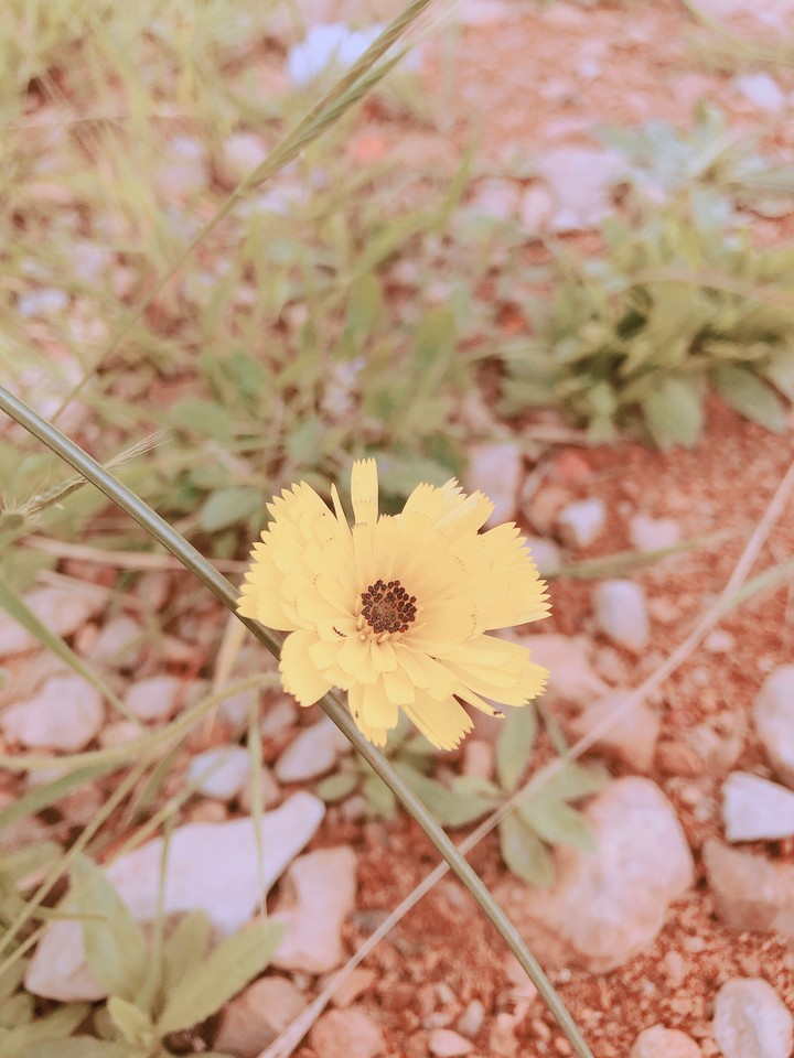 #flowers