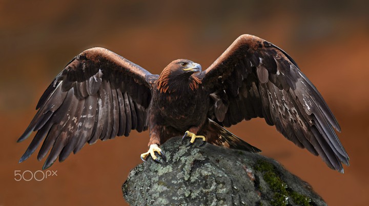 Golden Eagle V7