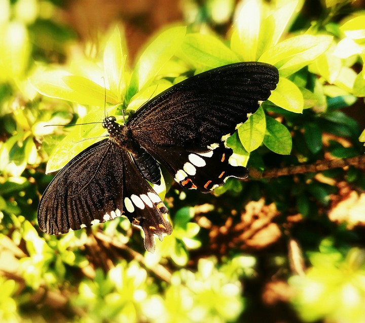 happy flying