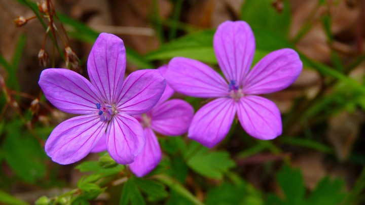 purple twin