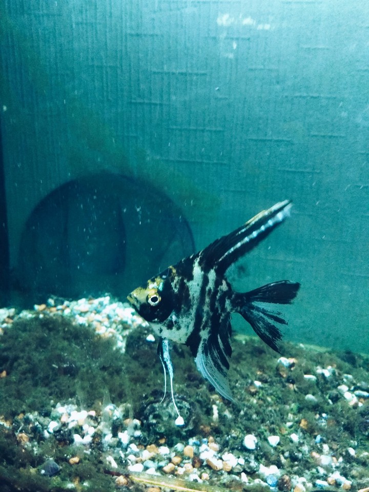 Fish