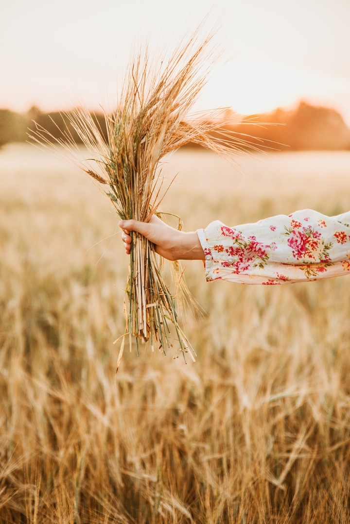 Wheat