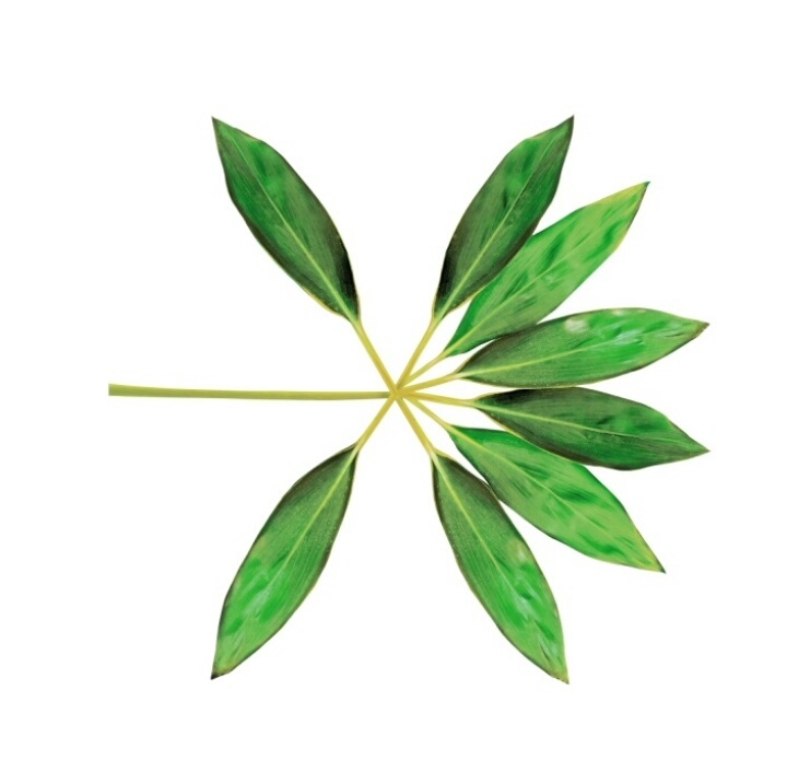 Exo