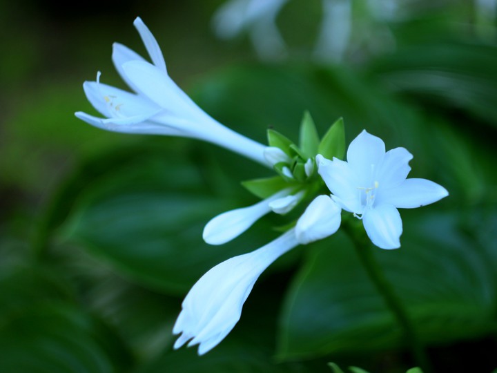 Host flower