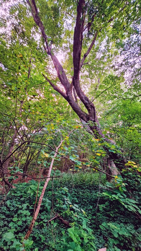 hidden, wood Hintergrundbilder