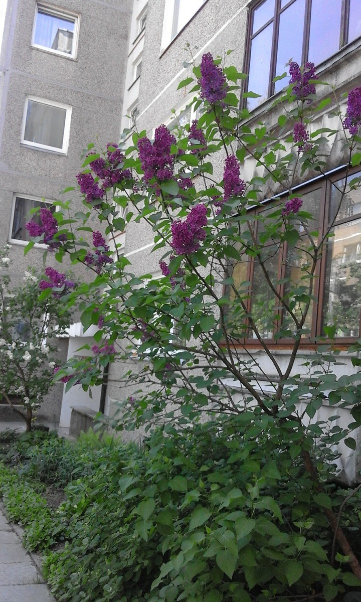 сирень