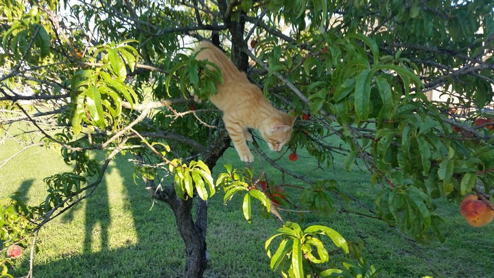 Cat in tree