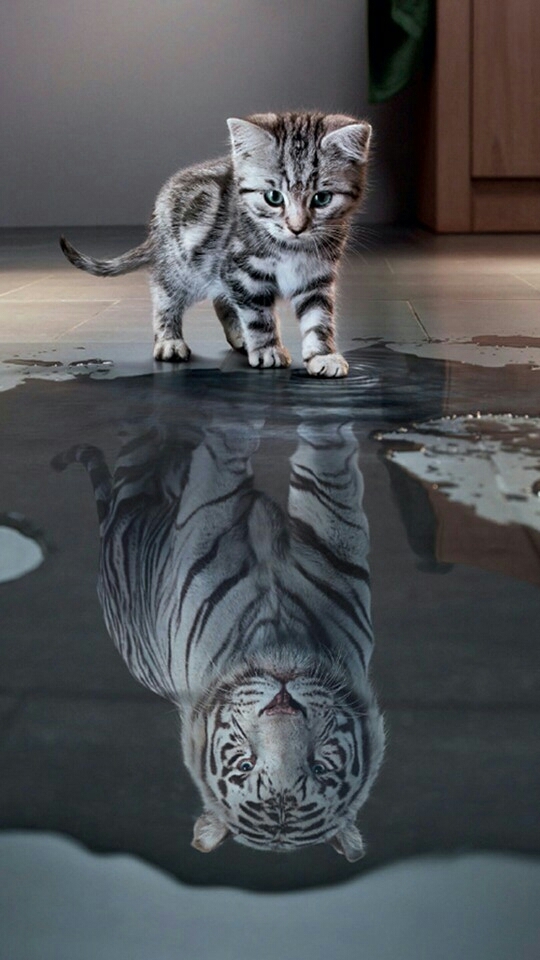 котик