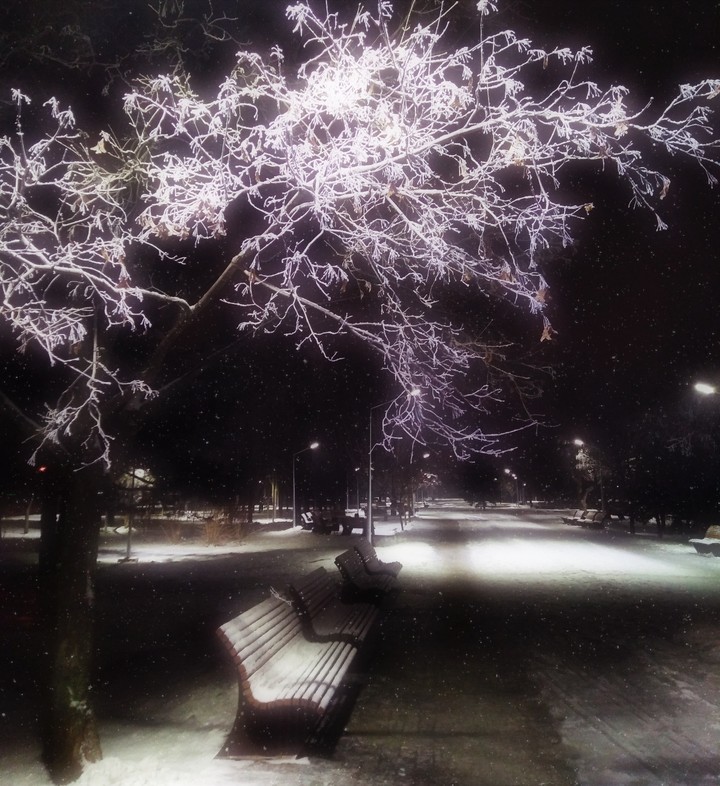 A snowy day in the park