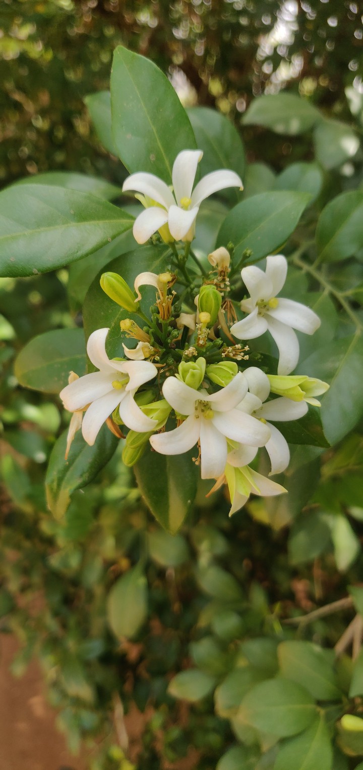 flower