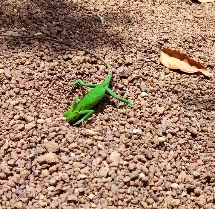 lizard