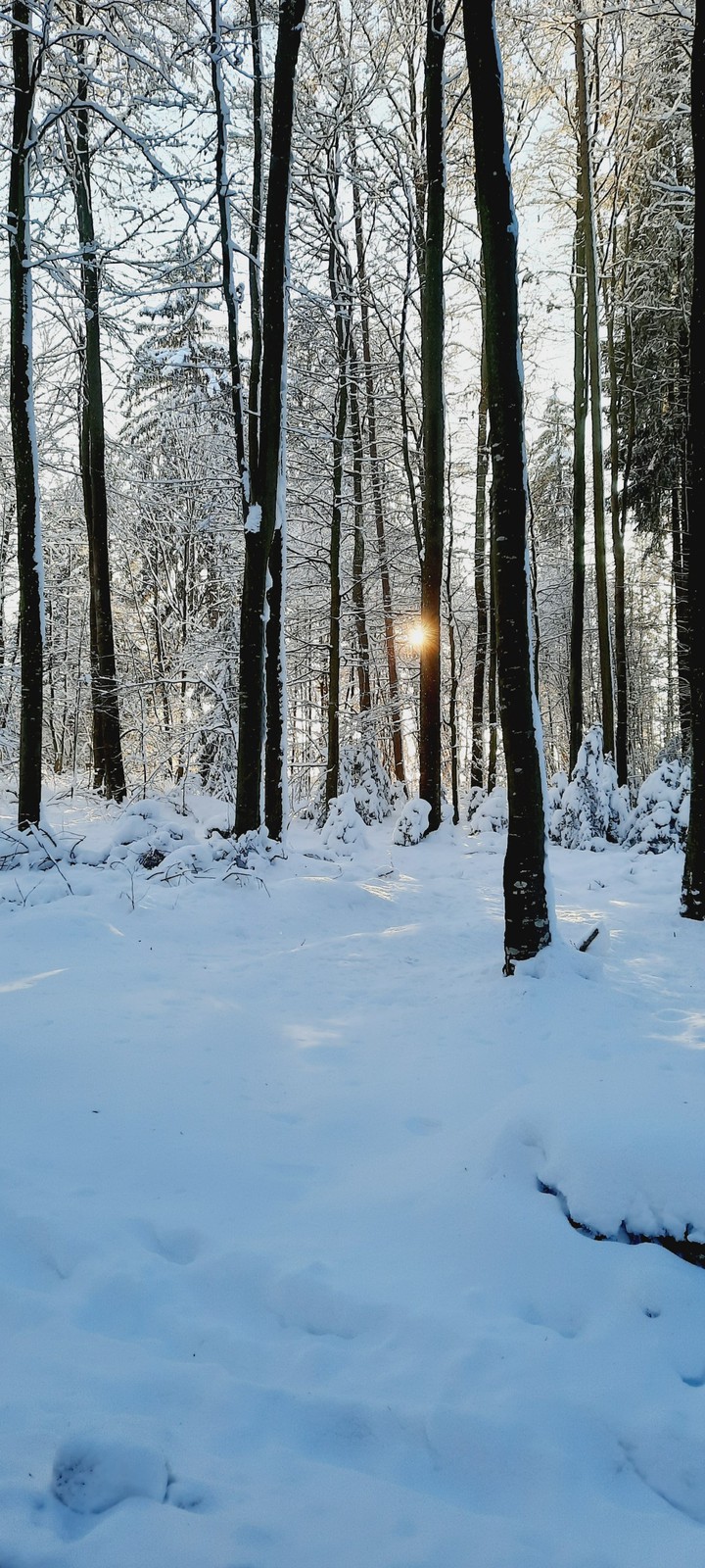 woods in the Allgäu