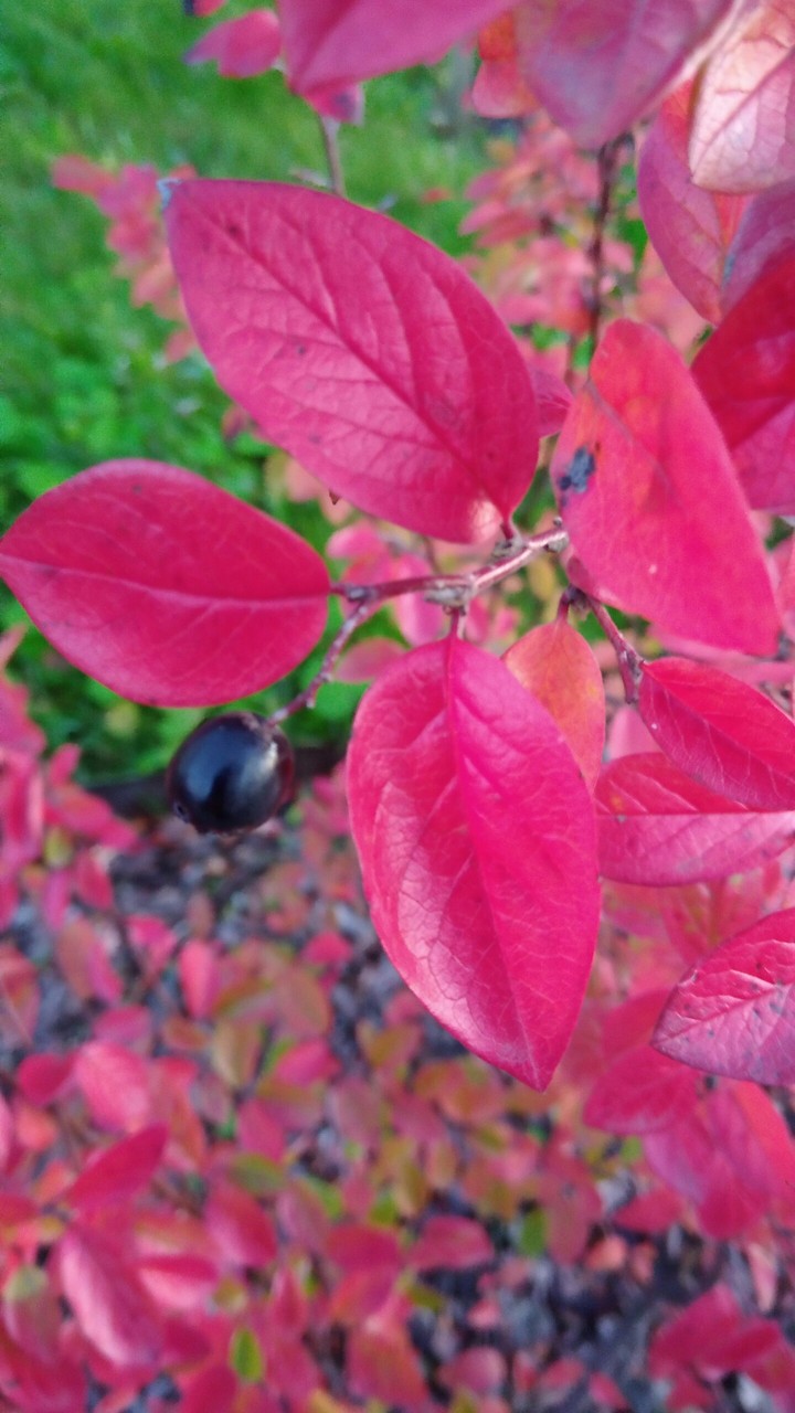 Autumn