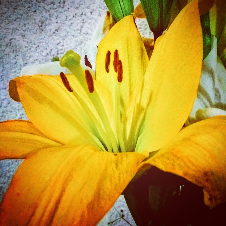 Lily