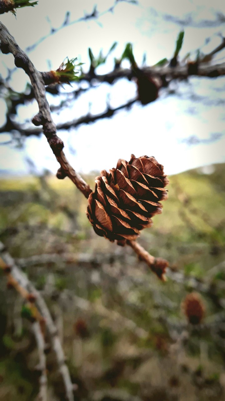 pine cone
