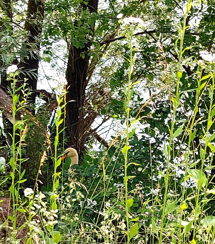 Schwan im Schilf
