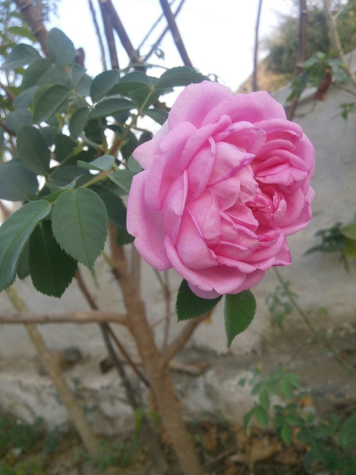 rose