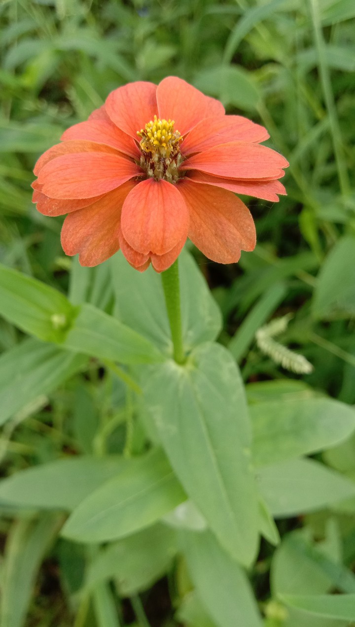 red flower