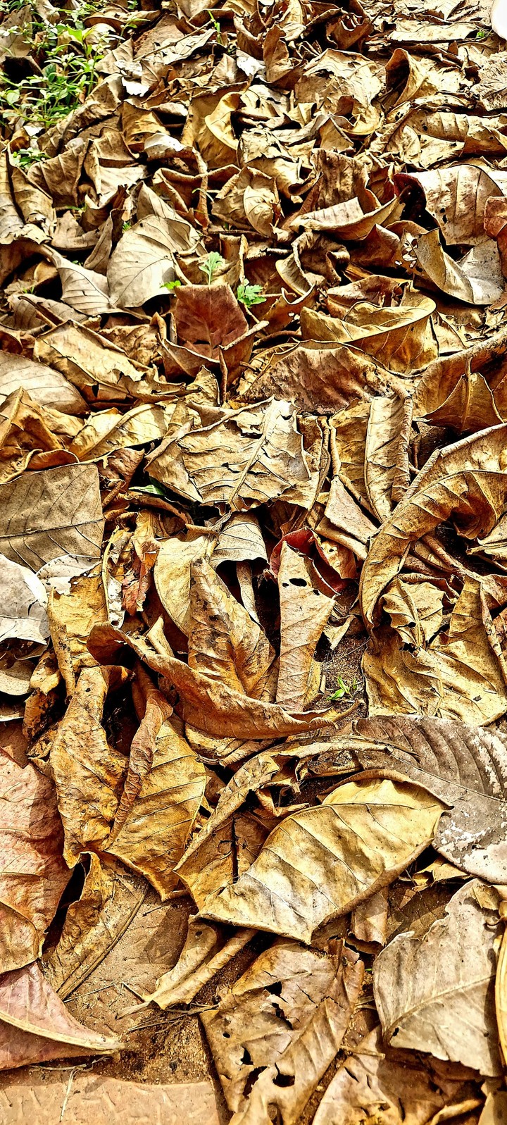 leaves dried