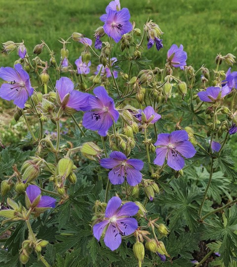 tapety geraniums, cranesbill