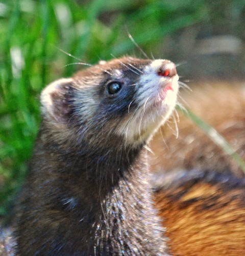 обои mustelidae, whiskers