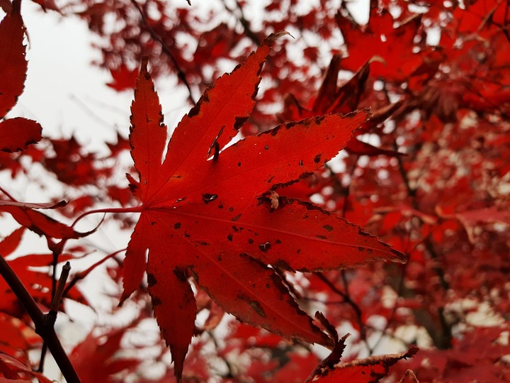 The RED.