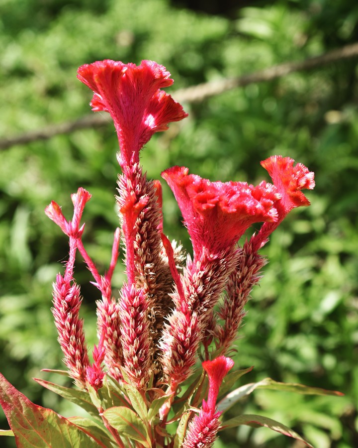 Cockscomb Flower
