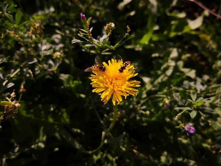 Flowers and bees