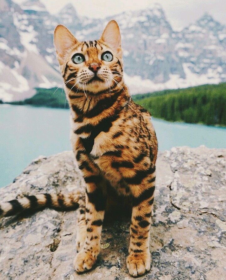Cat in natural