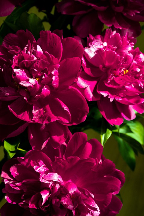 pion