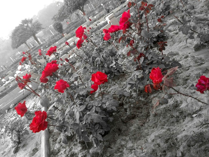 Red Rose