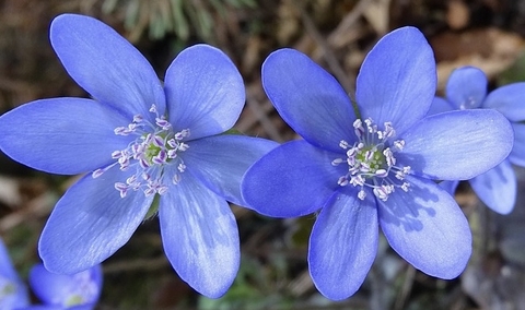 petal, closeup桌布