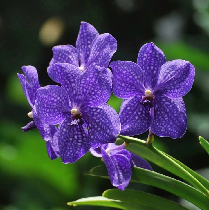 orchidea