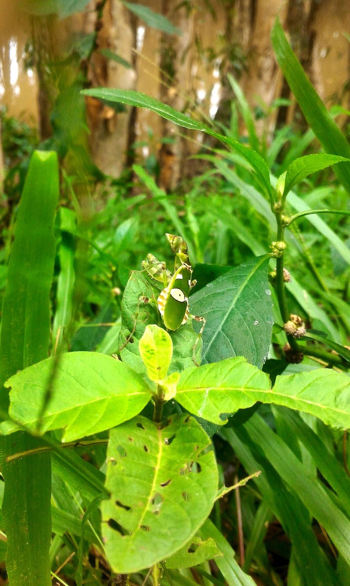 #Green