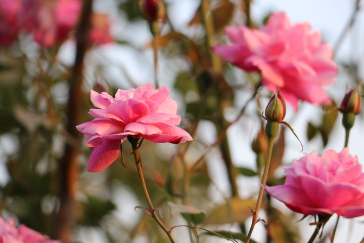 Rose 