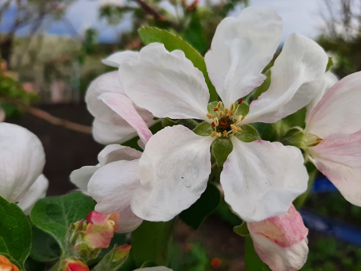 apple tree