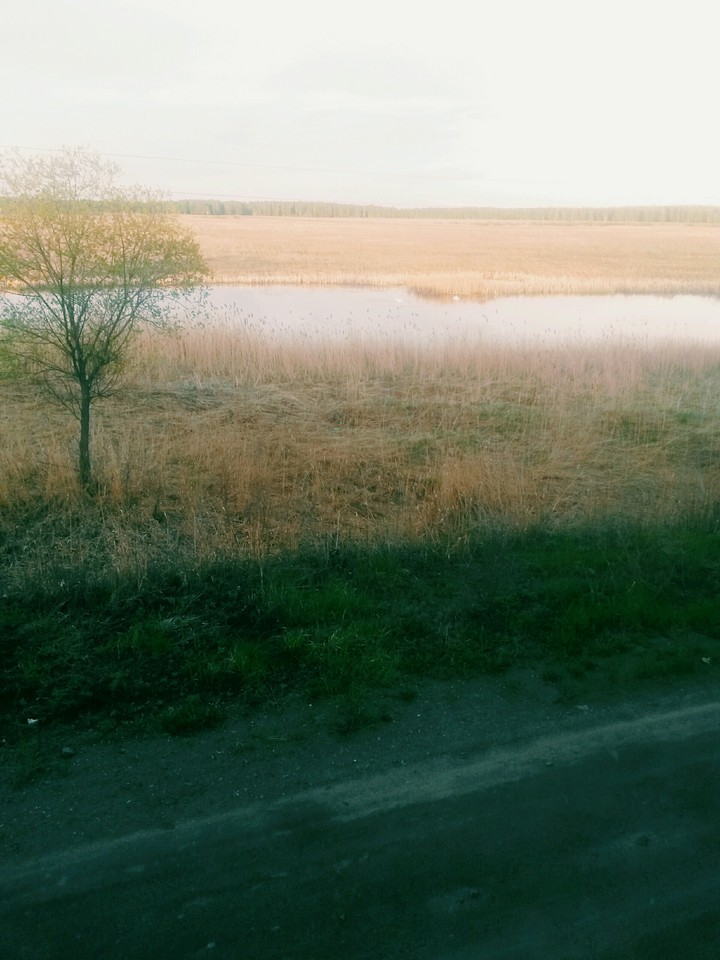 Лебеди