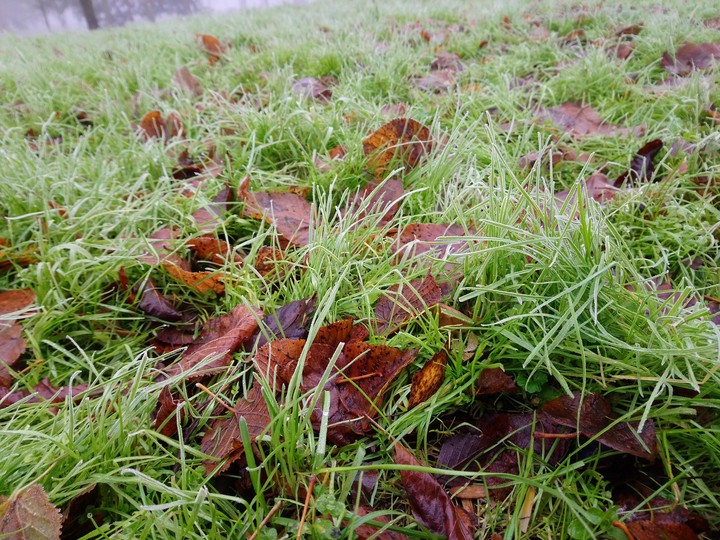 still green grass in November