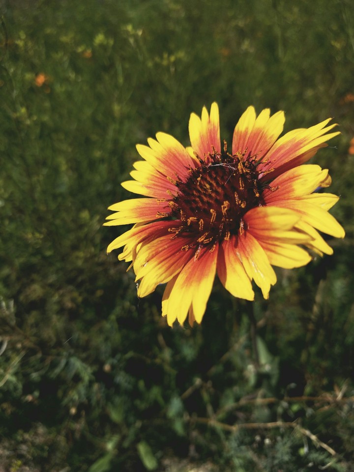 Beautiful Flower