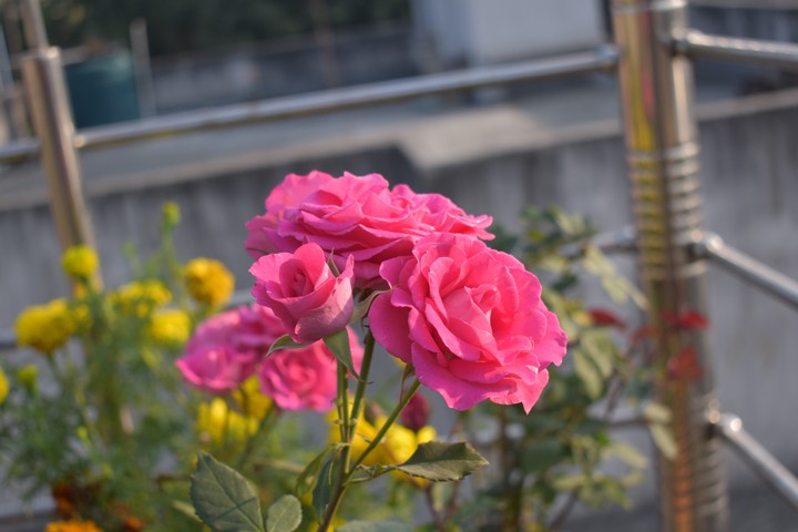 ROSE'S 4.. Click : BY ME..