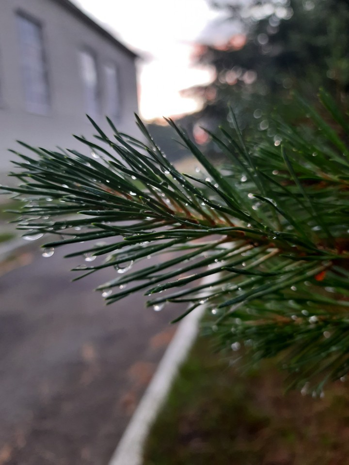tree