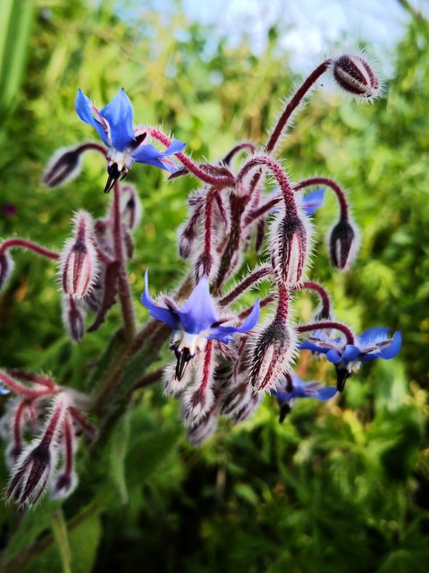 fiori di campo