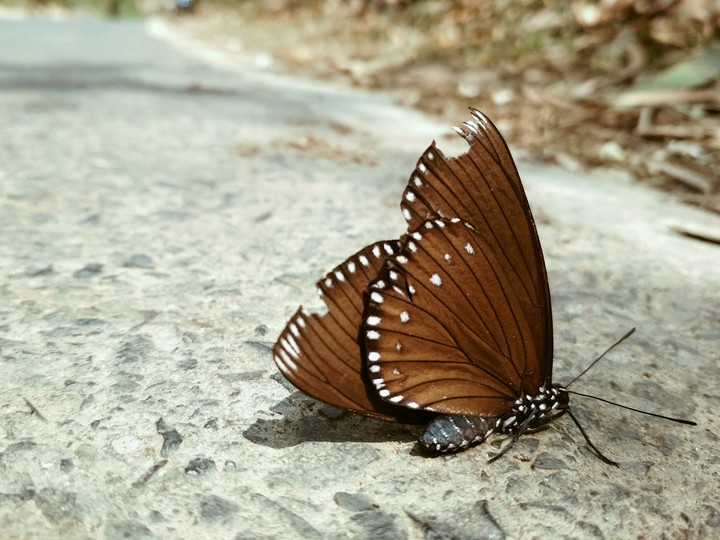 Fallen