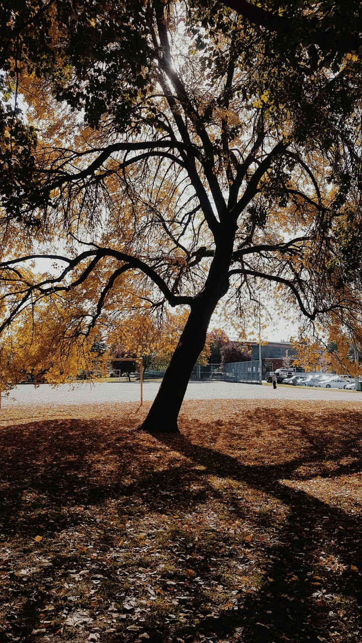 Trout Lake