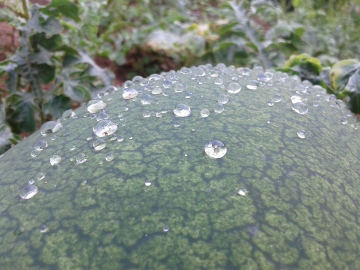 rain drops on watermelon