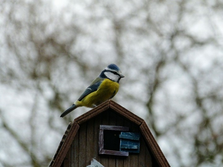 Blaumeise