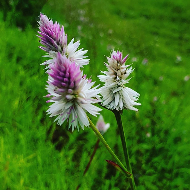Beautiful flower