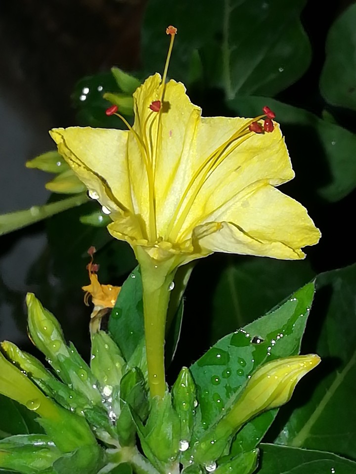 mirabilis